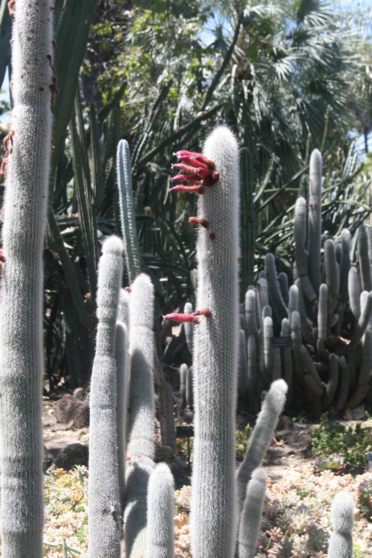 Huntington Desert Garden May 2010