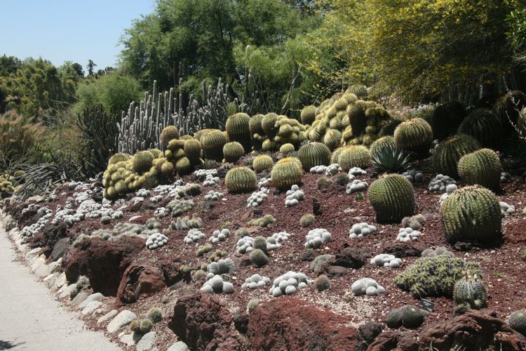 Huntington Desert Garden May 2010