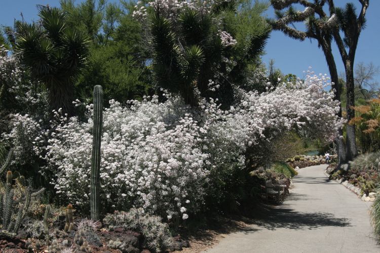 Huntington Desert Garden May 2010