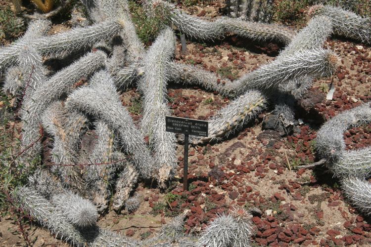 Huntington Desert Garden May 2010