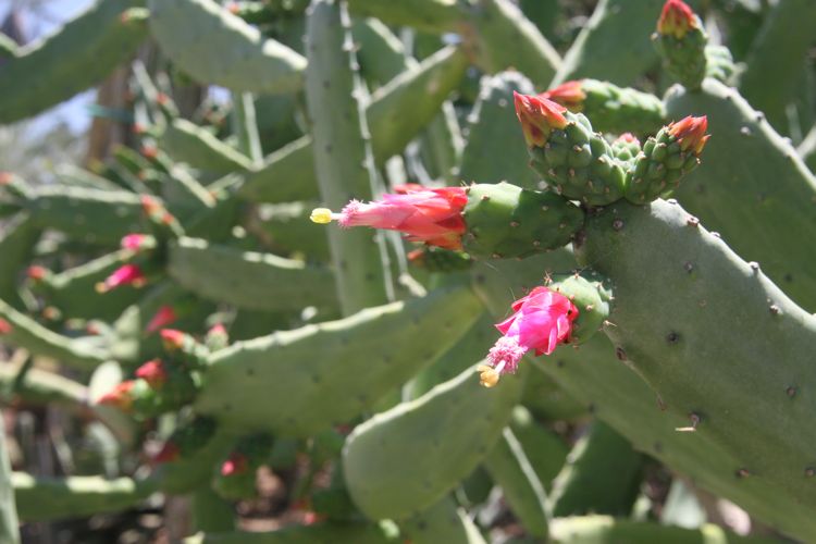 Huntington Desert Garden May 2010