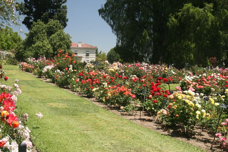 Huntington Subtropical & Rose Garden May 2010