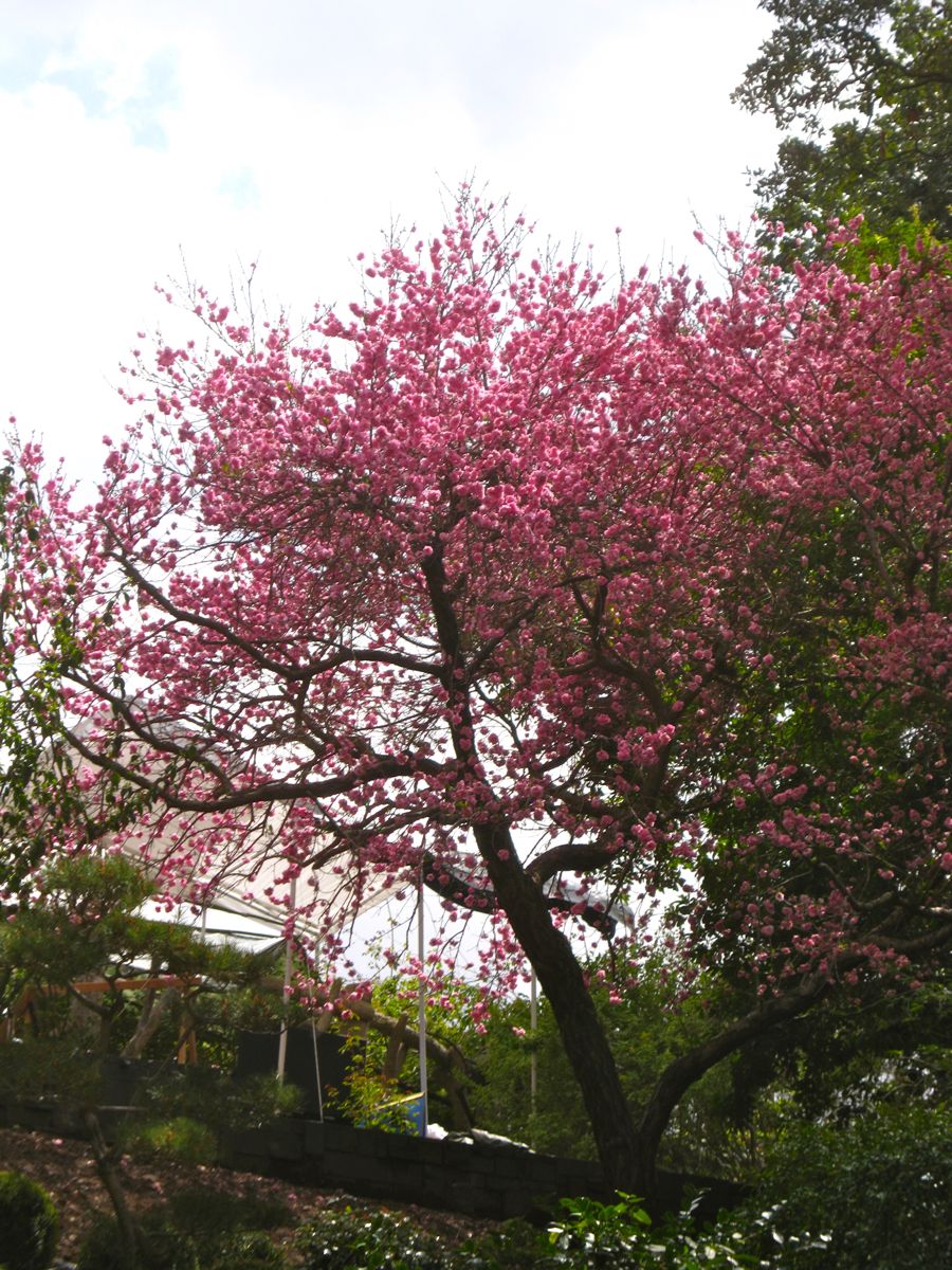 Visiting the Huntington Library &  Gardens