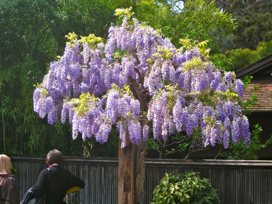 Visiting the Huntington Library &  Gardens