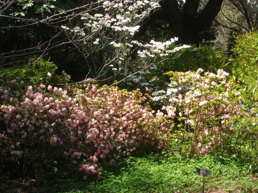 Visiting the Huntington Library &  Gardens