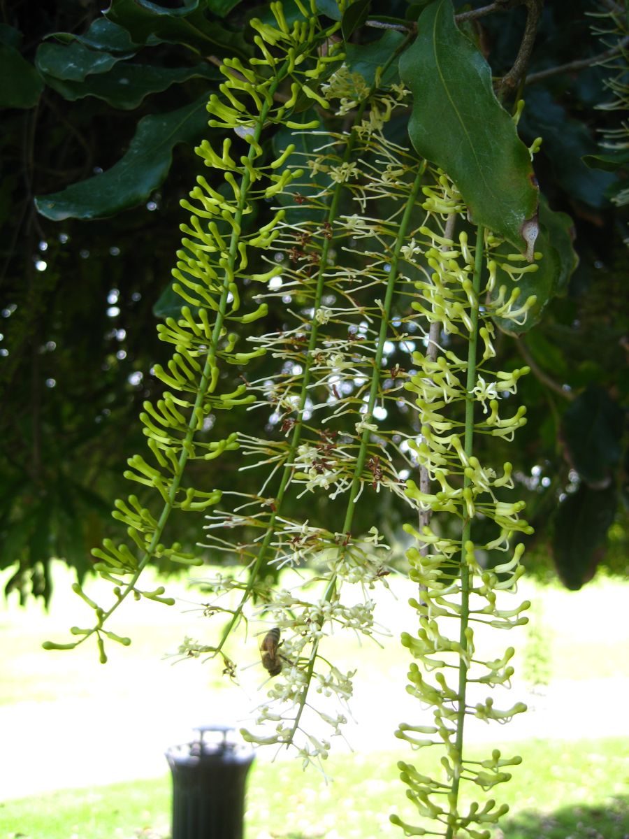 Visiting the Huntington Library &  Gardens