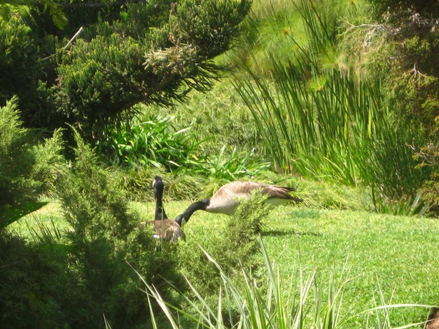 Visiting the Huntington Library &  Gardens