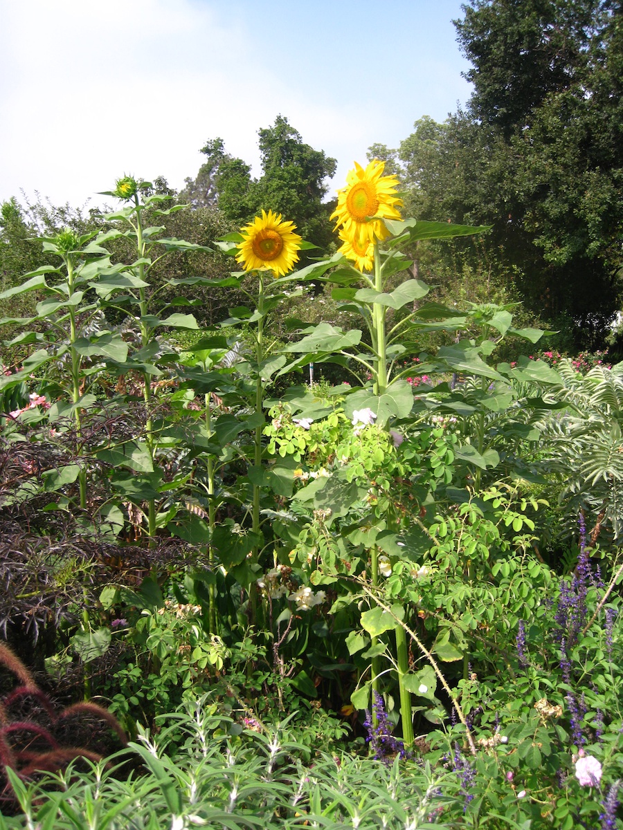 A visit to the educational center at the Huntington Gardens