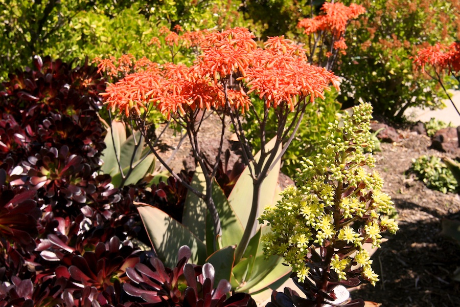 Celebrating five years retired at Huntington Gardens