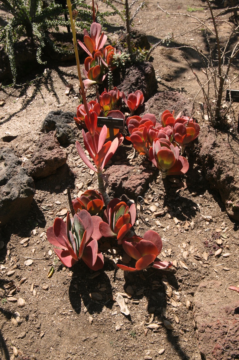 Celebrating five years retired at Huntington Gardens