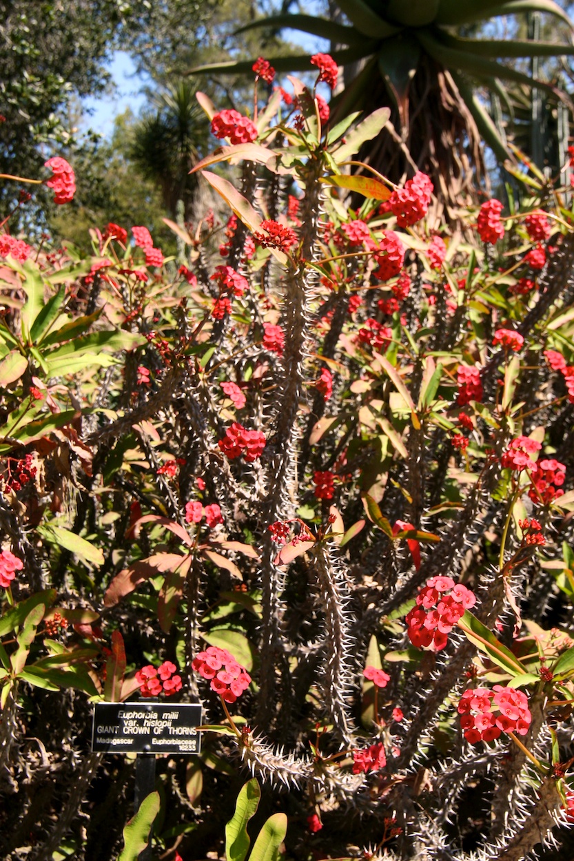 Celebrating five years retired at Huntington Gardens