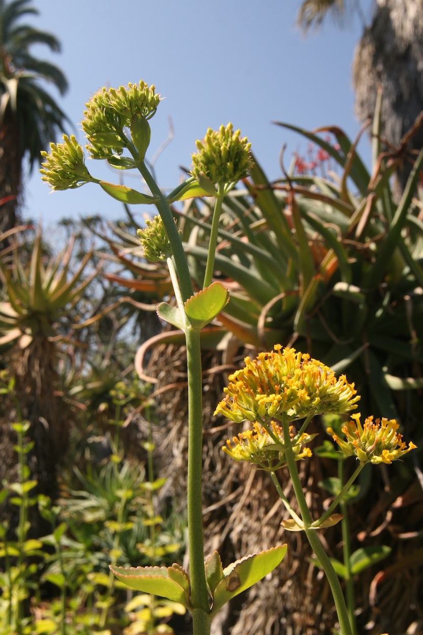 Celebrating five years retired at Huntington Gardens