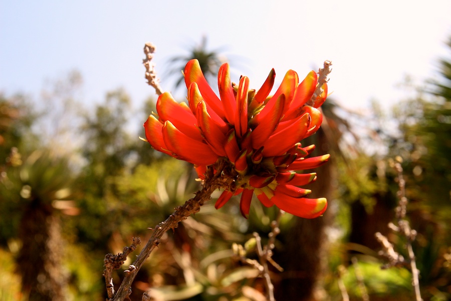 Celebrating five years retired at Huntington Gardens