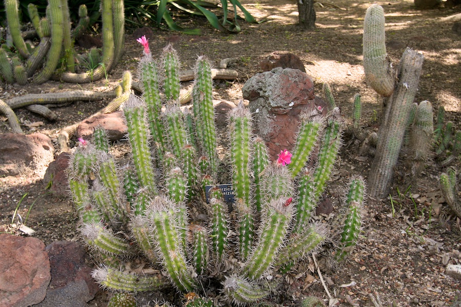 Celebrating five years retired at Huntington Gardens