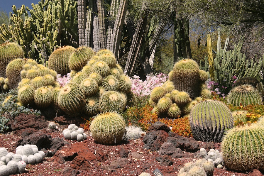 Celebrating five years retired at Huntington Gardens