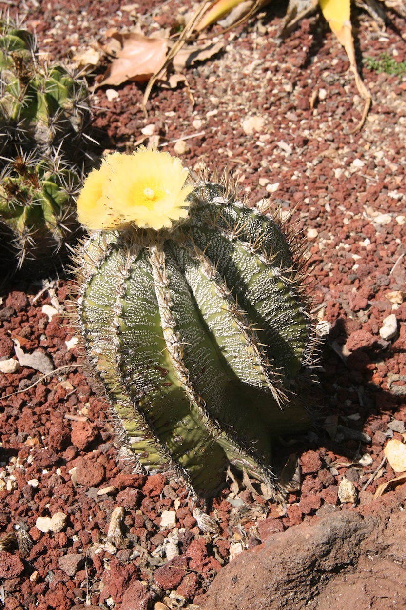 Celebrating five years retired at Huntington Gardens