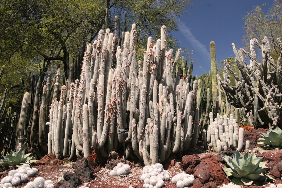 Celebrating five years retired at Huntington Gardens