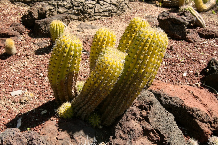 Celebrating five years retired at Huntington Gardens