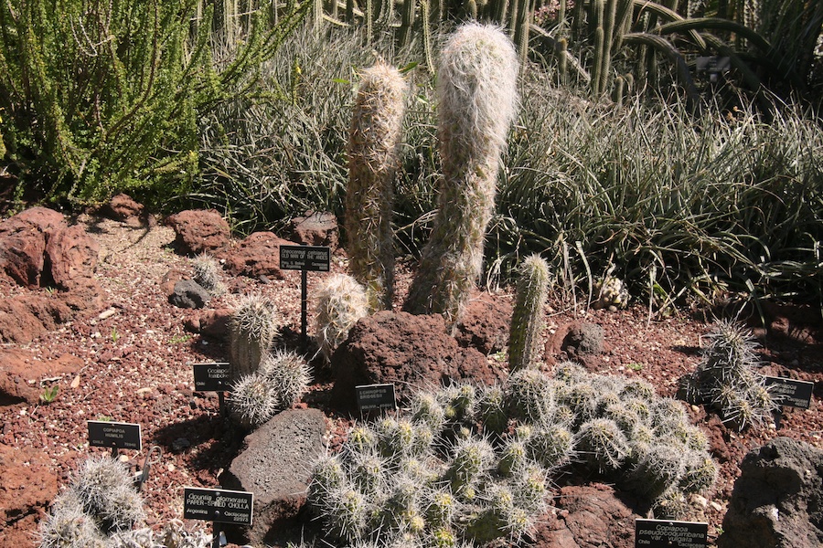 Celebrating five years retired at Huntington Gardens