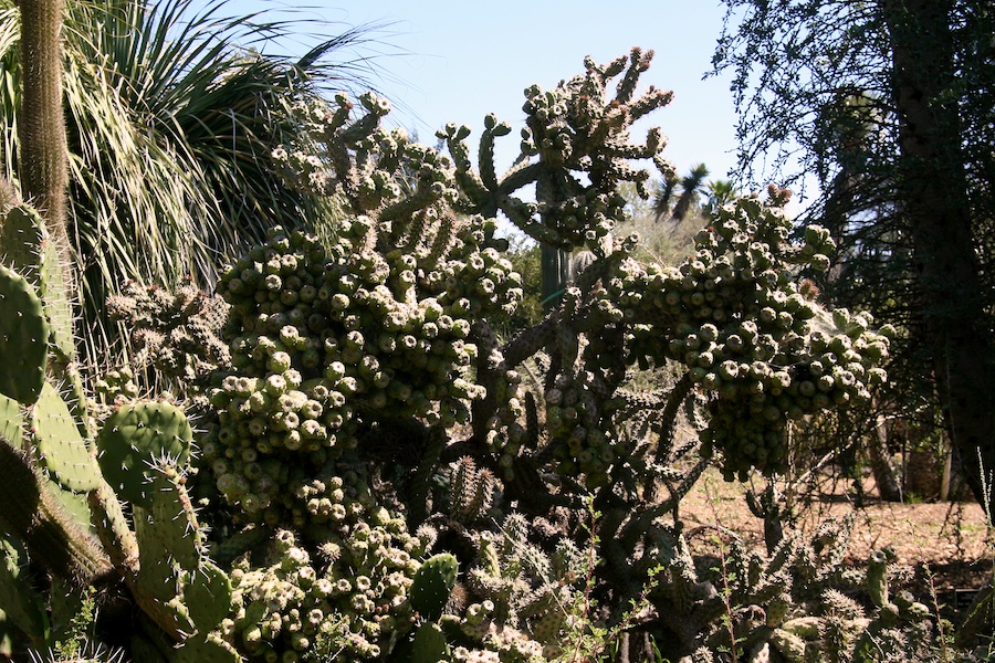 Celebrating five years retired at Huntington Gardens