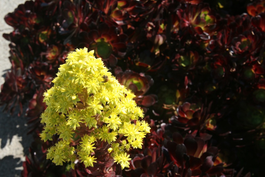 Celebrating five years retired at Huntington Gardens