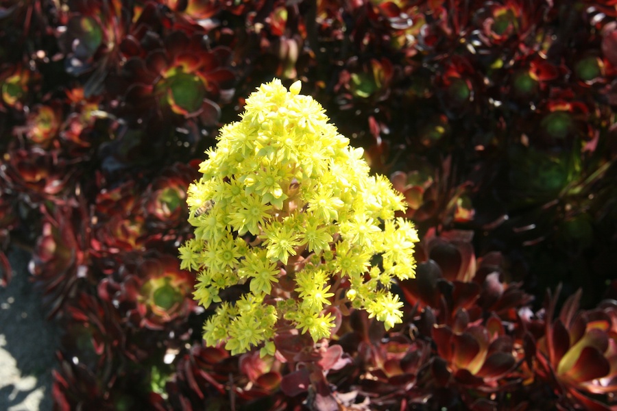 Celebrating five years retired at Huntington Gardens