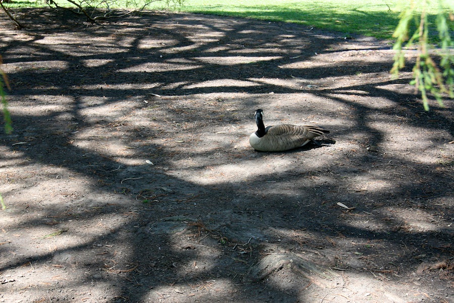 Celebrating five years retired at Huntington Gardens