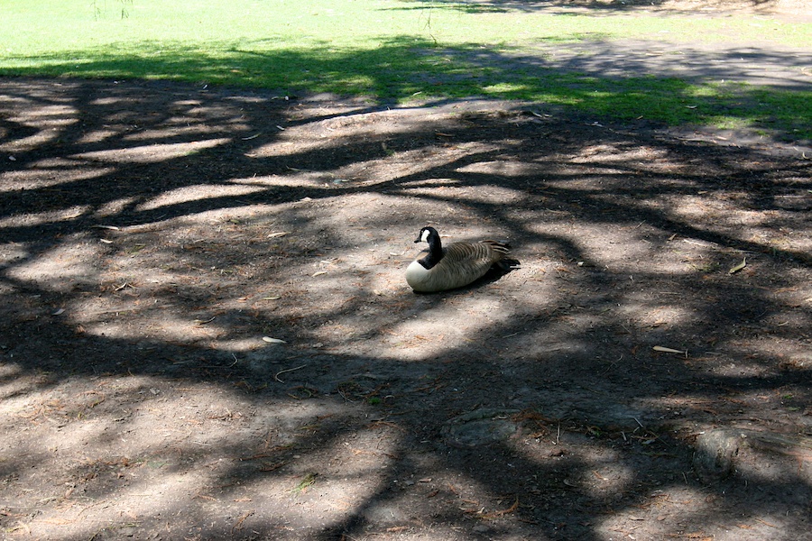 Celebrating five years retired at Huntington Gardens