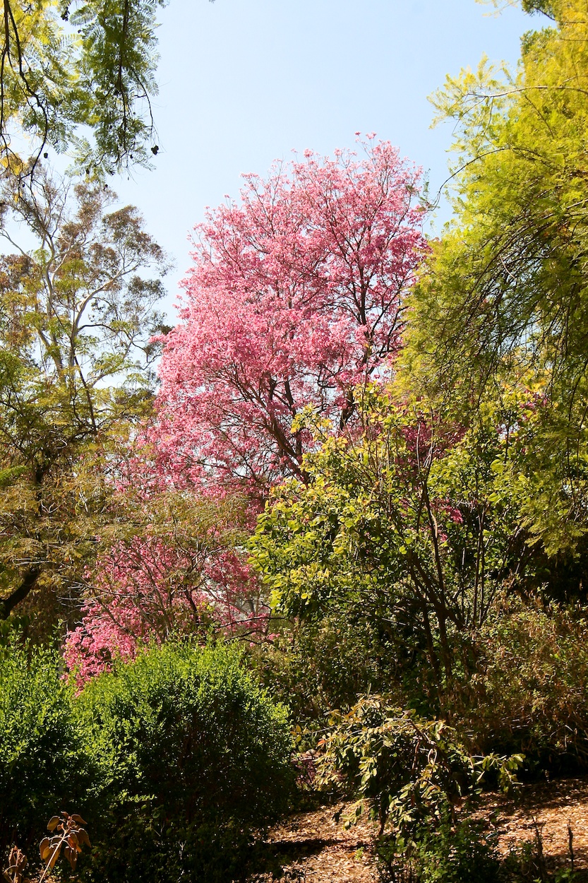 Celebrating five years retired at Huntington Gardens