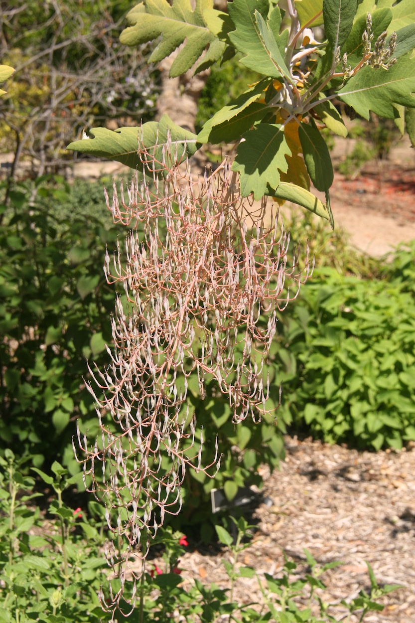 Celebrating five years retired at Huntington Gardens