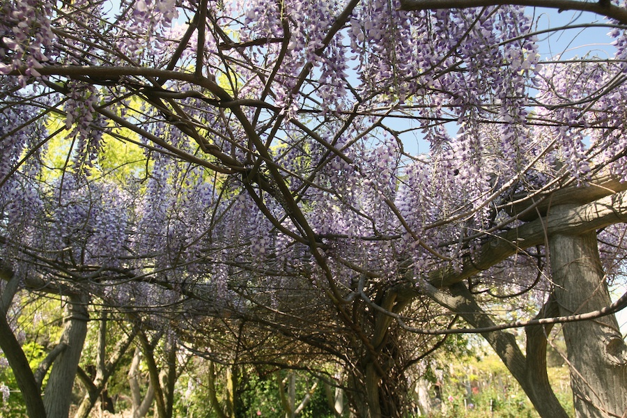 Celebrating five years retired at Huntington Gardens