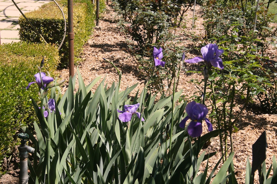 Celebrating five years retired at Huntington Gardens