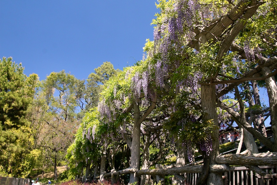 Celebrating five years retired at Huntington Gardens