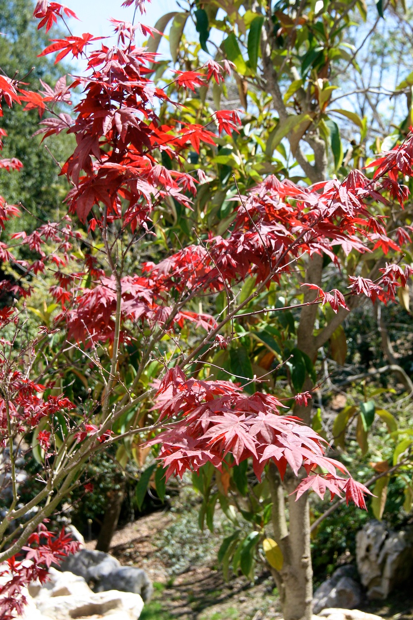 Celebrating five years retired at Huntington Gardens