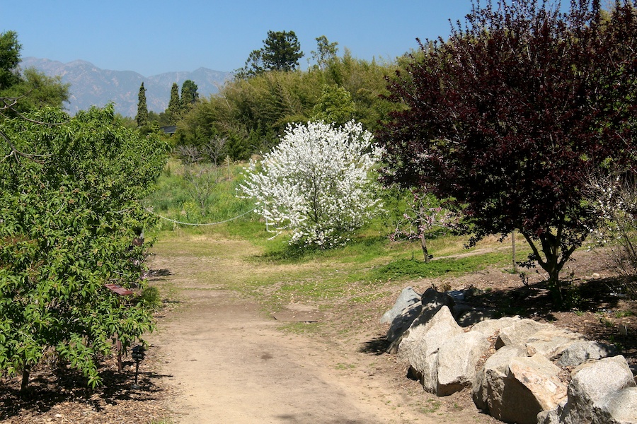 Celebrating five years retired at Huntington Gardens