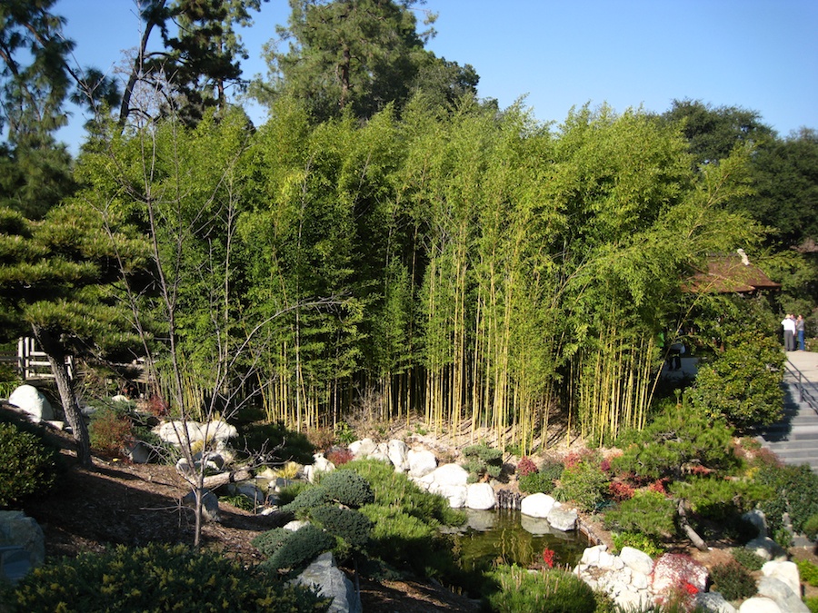 Visiting the Huntington Gardens 1/30/2013