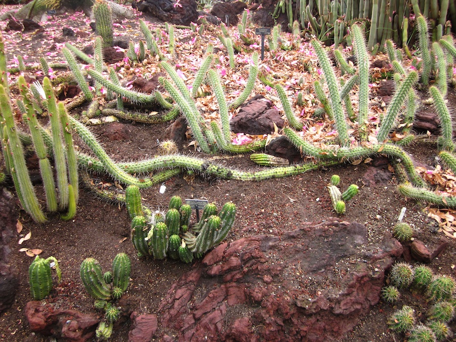 Huntington Gardens 10/9/2013