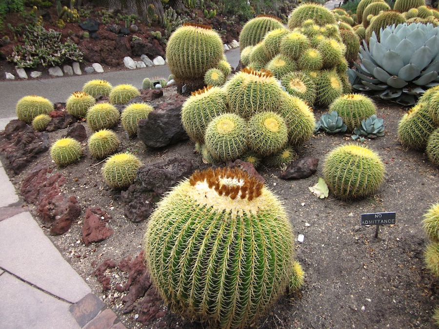 Huntington Gardens 10/9/2013