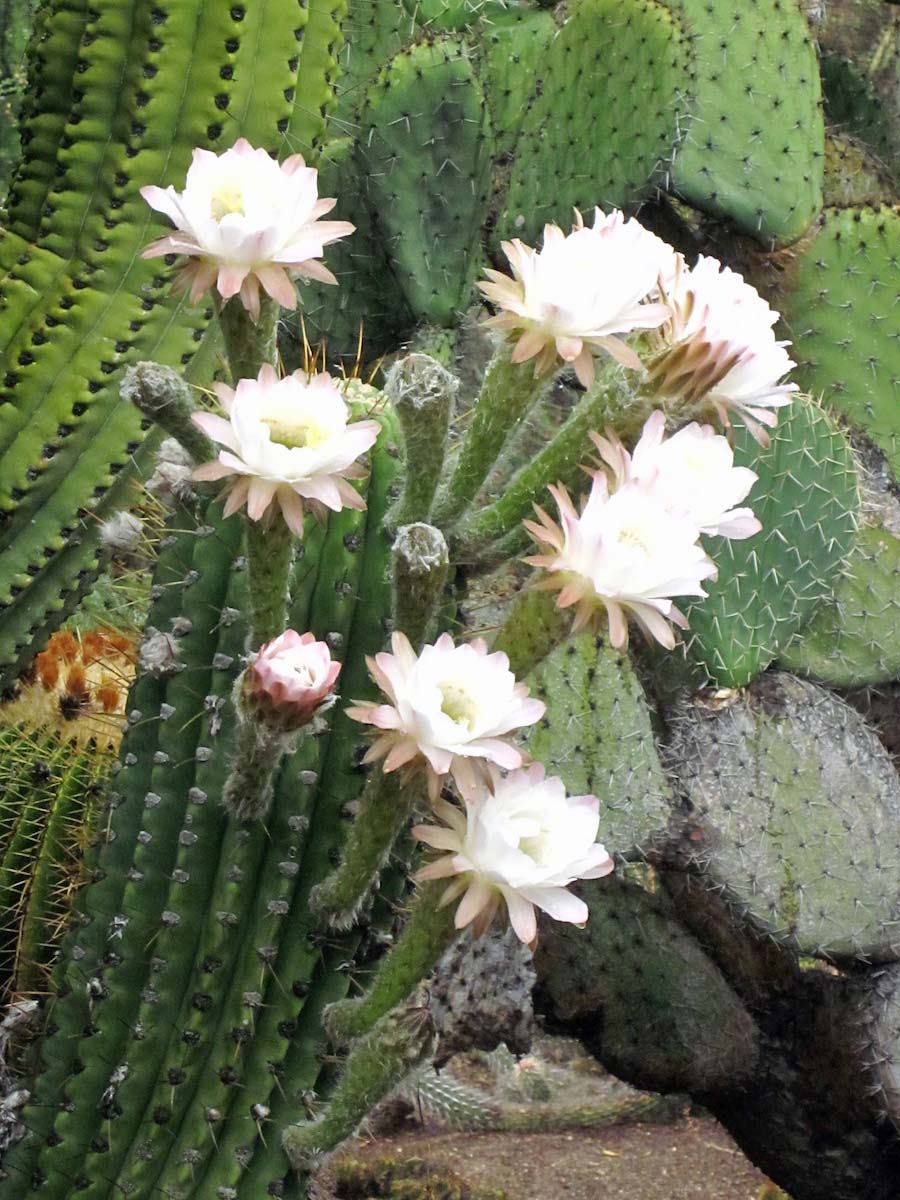 Huntington Gardens 10/9/2013