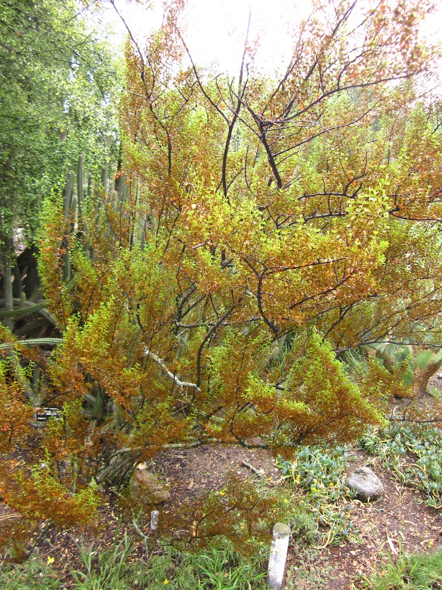 Huntington Gardens 10/9/2013