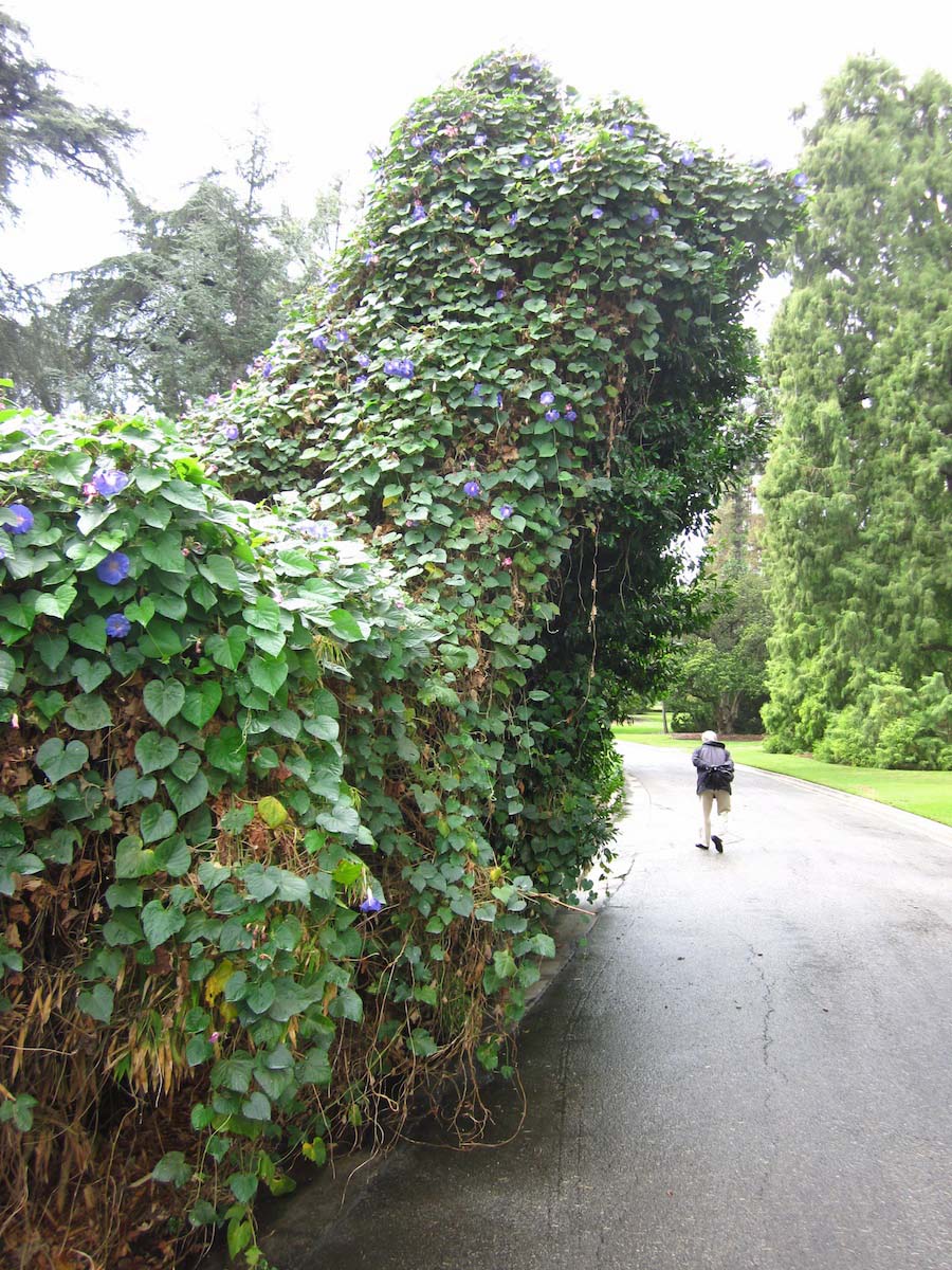 Huntington Gardens 10/9/2013