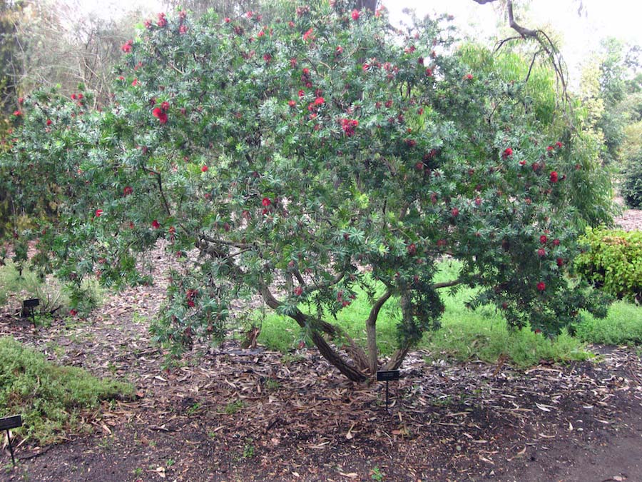 Huntington Gardens 10/9/2013