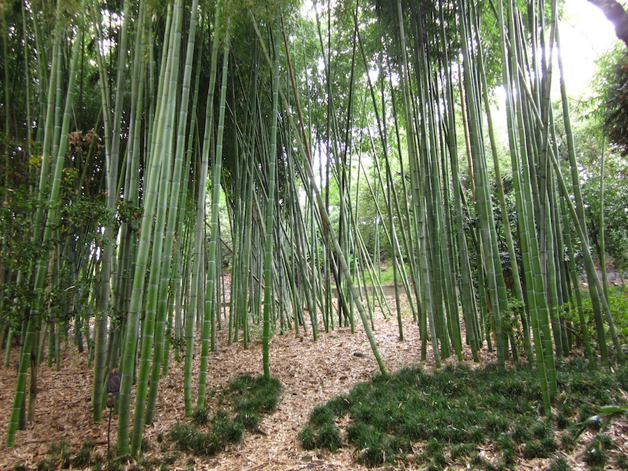 Huntington Gardens 10/9/2013