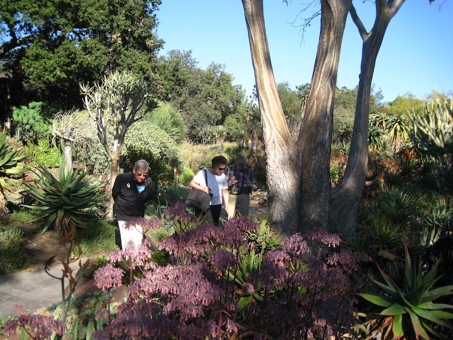 Visiting the Hungtington Gardens for a birthday celebration 2/23/2014