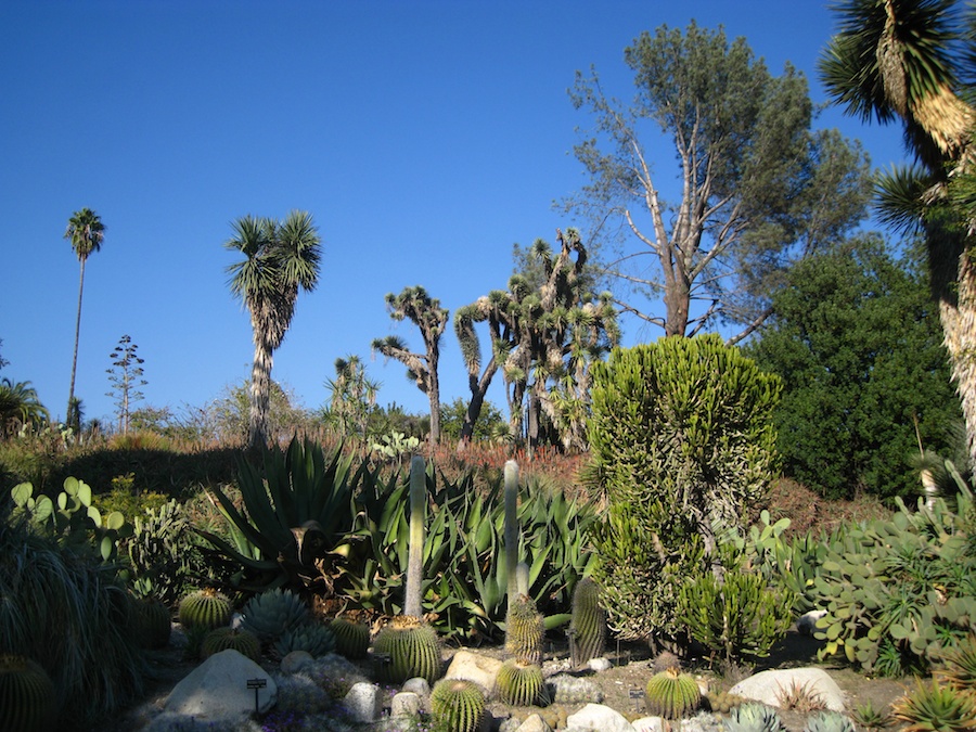 Visiting the Hungtington Gardens for a birthday celebration 2/23/2014