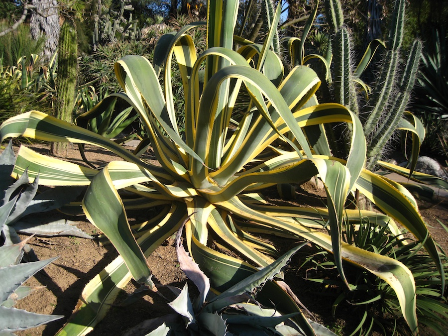 Visiting the Hungtington Gardens for a birthday celebration 2/23/2014