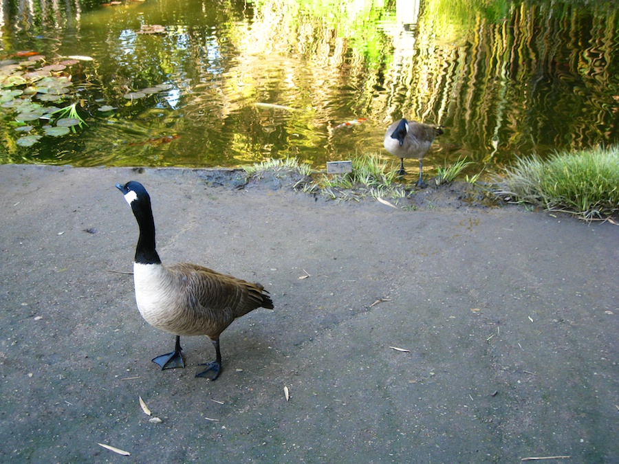 Visiting the Hungtington Gardens for a birthday celebration 2/23/2014