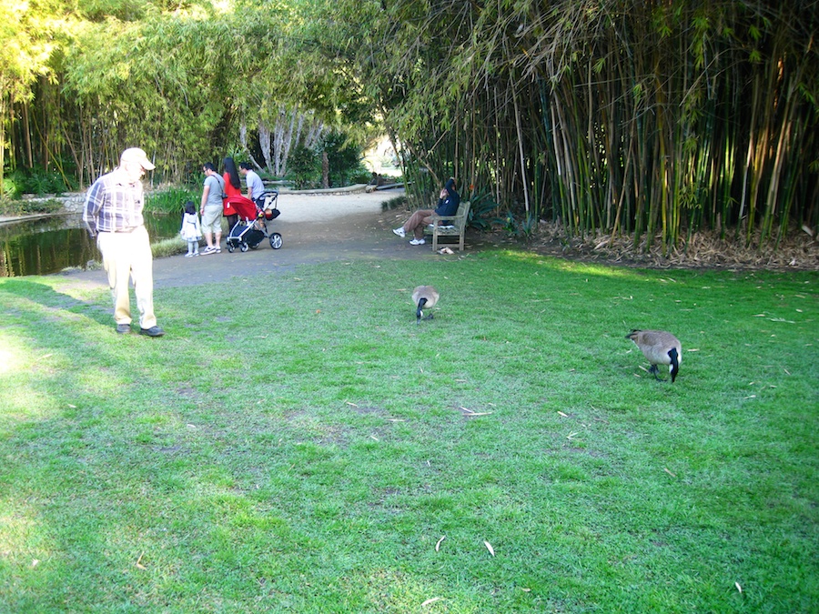 Visiting the Hungtington Gardens for a birthday celebration 2/23/2014