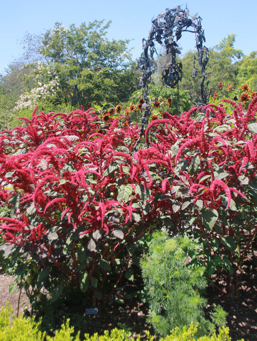 A walk iat the Huntington 7/13/2015