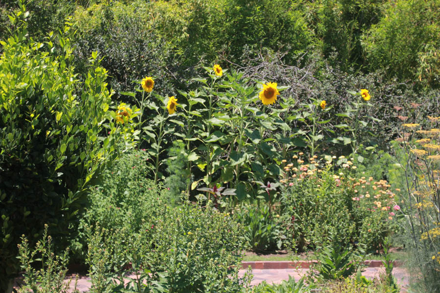 A walk iat the Huntington 7/13/2015